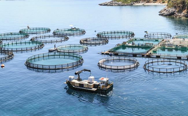 Aquaculture